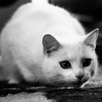 QQ头像小猫咪
