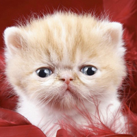 QQ头像小猫咪