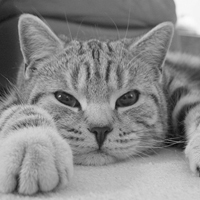 QQ头像小猫咪