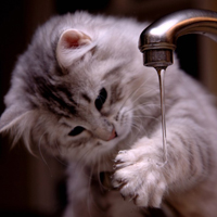 QQ头像小猫咪