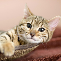 QQ头像小猫咪
