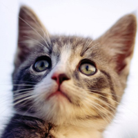 QQ头像小猫咪