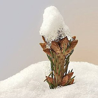 微信头像雪景图片