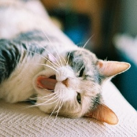 QQ头像小猫咪