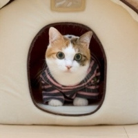 QQ头像小猫咪