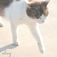 QQ头像小猫咪
