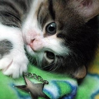 QQ头像小猫咪