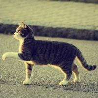 QQ头像小猫咪