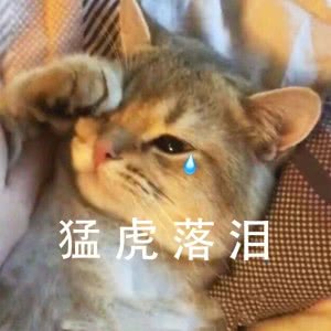 猫流泪头像图片