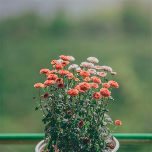 小清新头像植物图片