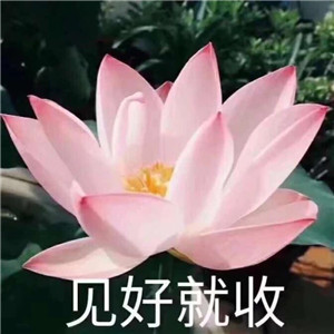 莲花微信头像图片