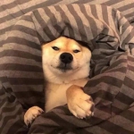 狗子被子中生无可恋头像图片