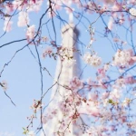 清新简单花儿头像图片