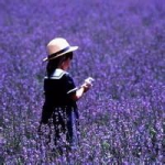 唯美清新薰衣草女头图片