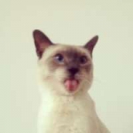 可爱小猫咪一对两张情头图片