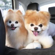 可爱狗狗情头照片