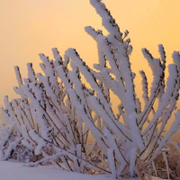 微信头像风景雪