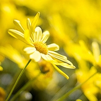 淡淡花香微信头像图片