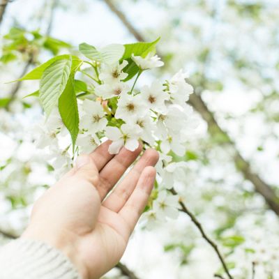 唯美静物图片小清新头像