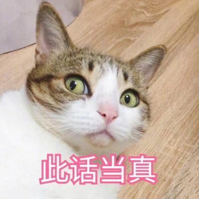 可爱猫咪带字头像