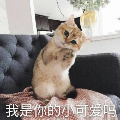 可爱猫咪带字头像