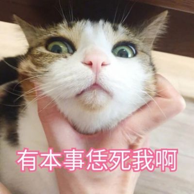 可爱猫咪带字头像