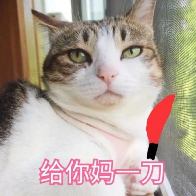 可爱猫咪带字头像