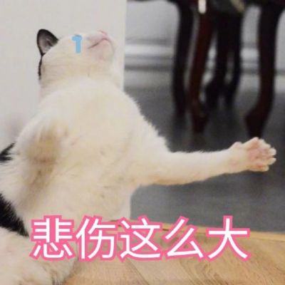 可爱猫咪带字头像