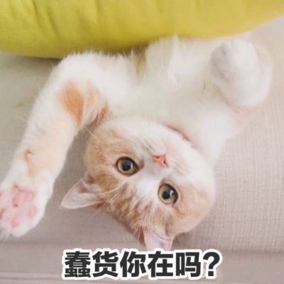 可爱猫咪带字头像