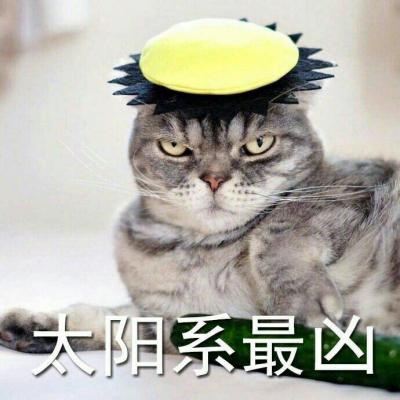 可爱猫咪带字头像图片