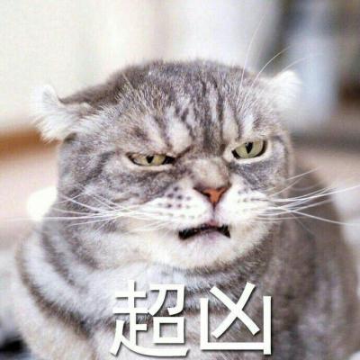 可爱猫咪带字头像图片