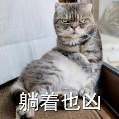 可爱猫咪带字头像图片