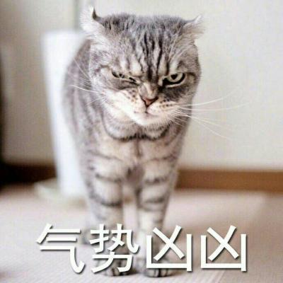 可爱猫咪带字头像图片