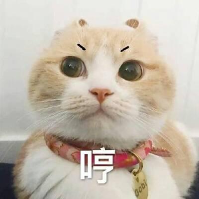 QQ头像猫咪带字