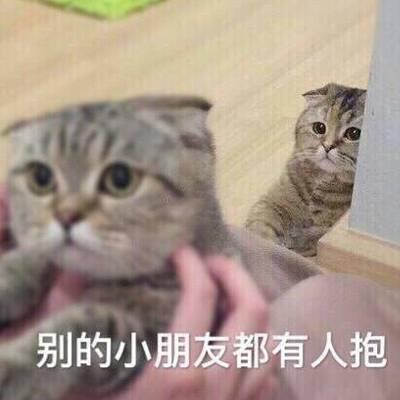 QQ头像猫咪带字