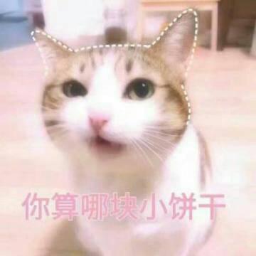 QQ头像猫咪带字