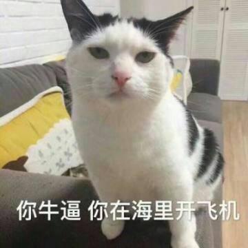 QQ头像猫咪带字