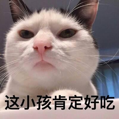 QQ头像猫咪带字