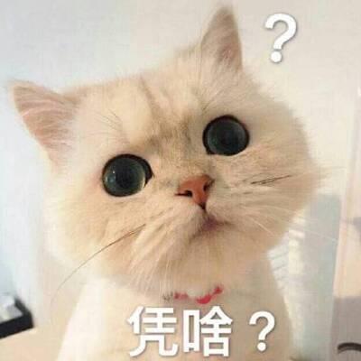 QQ头像猫咪带字