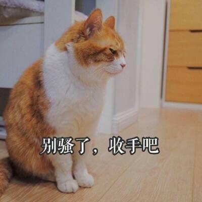 QQ头像猫咪带字