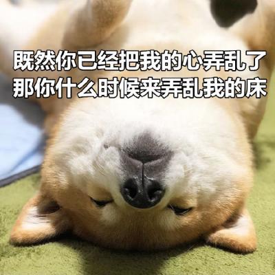 狗狗带字高清头像图片