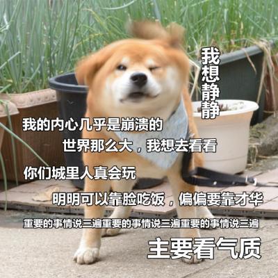 狗狗带字高清头像图片