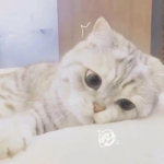 可爱猫咪情头一对两张图片