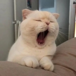 微信头像猫咪好看高清萌图片