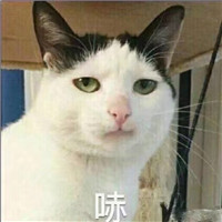 可爱猫带字头像图片