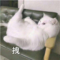 可爱猫带字头像图片