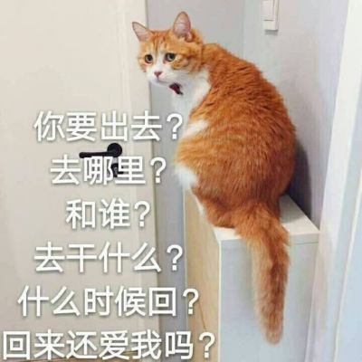 搞笑萌宠猫咪带字头像