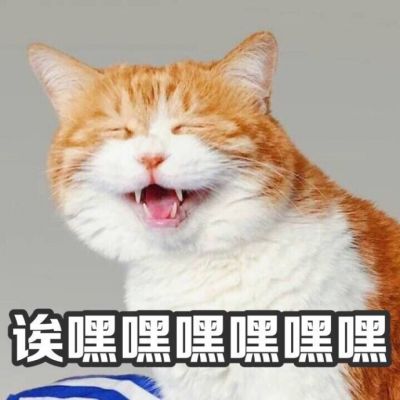 搞笑萌宠猫咪带字头像