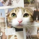 猫咪情头高清可爱一对图片