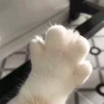 动物好看高清的情头一左一右可爱图片